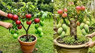 Mango Magic: Using This Tip to Grow Mango Tree Super Fast! 