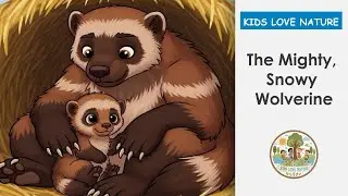 The Mighty, Snowy Wolverine | Fierce Wolverine Facts & Kids' Read Aloud