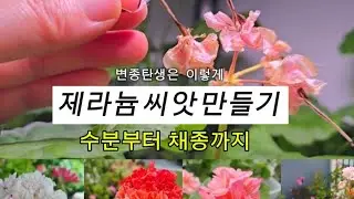 제라늄 씨앗 만드는 방법 어렵지 않아요 