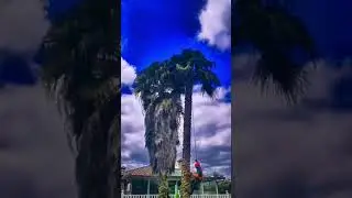 🌴 VIDEOLAPSE 👀 de Poda de Palmeras en Vertical de forma segura en Asturias - NorDesbroce