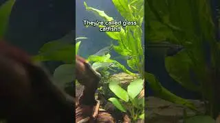 Can Glass Catfish Live in a Community Tank? #communitytank #fishtank #freshwaterfish #aquarium