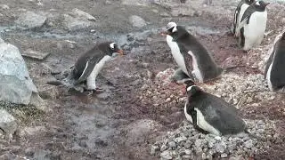 The Joys of Penguin Nest Building!  Gentoo in Antarctica Mainland.