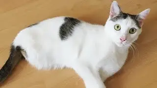 Meet Rocket, An Adorable Two-legged Cat Who Can Climb Just Like His Four-legged Friends!