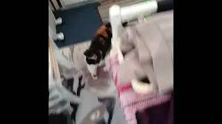 onni cat april 2025