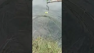 dapet ikan sepat #vidioshort #anco #bulat