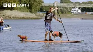 Paddleboarding Pups Try Not To Fall In! | Wonderful World of Puppies | BBC Earth
