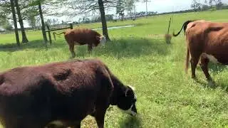 The Lazy Acres Family Farm mowing down the yard with the cows