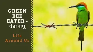 Life Around Us Ep03 | Green Bee Eater | वेडा राघू | Merops orientalis (Language: Marathi)