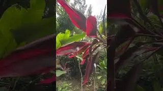 When you enter a jungle you encounter soundscapes from a dense ecosystem