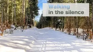 ❄️Winter Walk in Switzerland Forest | Slow TV [4K]