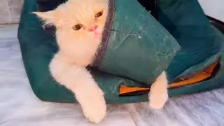 Cat's hug is so intense.
