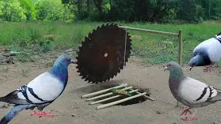 Build Method Underground Bird Trap Using Cutters And Deep Hole