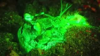 Fluorescent Mantis Shrimp reconstructing his burrow