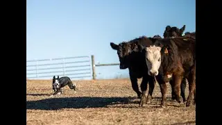 Educating Cattle to Dogs- Day 1, Two Dogs