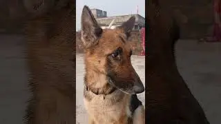 #germanshepheard #gsds #germanshepheard #funny#viral #status #shorts #trending #comedy #love #video