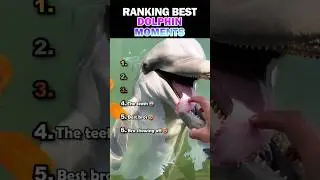 Ranking Best Dolphin Moments🐬