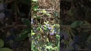 Berberis aristata fruits from Garhwal Himalaya #nature#wildfruit#mountains#shortvideo