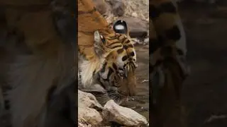 &ldquo;POWERFUL TIGER IN ACTION 🐅💥 | WILD AND FIERCE&rdquo;#viral #shorts #animals #shortvideo #animalvideos