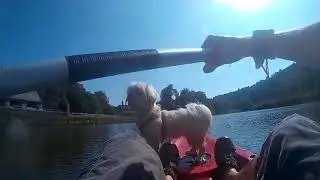 puppies first time on kayak down Lopwell Dam