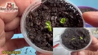 ✅Como plantar sementes de rosa do deserto