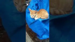 🐾✨ #cat #soulmate #love #mine #trend #bollywood #animals #music #dream #alone #vlog #ytshorts #up
