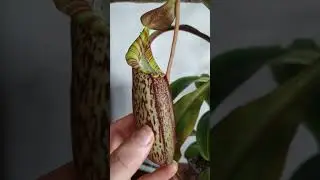Carnivorous Plants - Nepenthes spectabillis x vetchii spotlight 2025