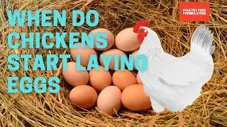 Unlocking the Secret: When Do Chickens Start Laying Eggs?