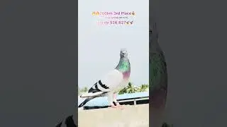 200km 3rd Place Bird# Pigeons Competition Among 280 Birds