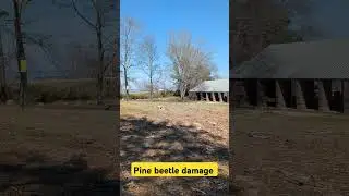 Beetles are killing local pine forests. We need prolonged cold weather! #pinebeetles #pineforest