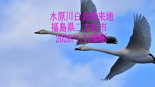 水原川白鳥飛来地の白鳥 福島県二本松市　2026/1/12撮影