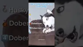 Dogs React to Other Dogs 🐶😂 Funniest Reactions Ever!