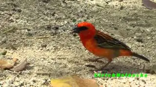 Mauritius - Birds - Red fody-Foudia madagascariensis - Webervogel-Ploceidae