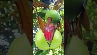 Star Apple Fruit #shorts #edit #satisfying #viral #trendingshorts #fruits #memes #sweet
