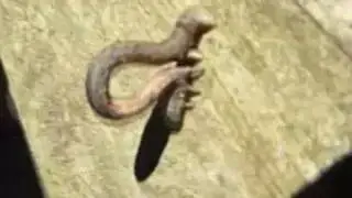INCREDIBLE INCHWORM