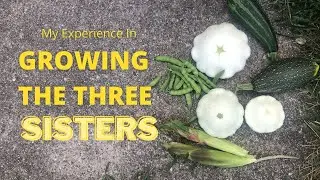 My Experience with Growing the 3 Sisters (Corn, Beans, and Squash)