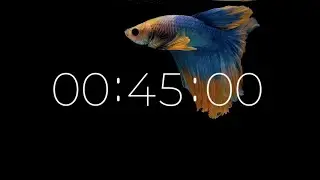 45 Second Classroom Timer with Soft Music | 4K Calm Visual | Produced by SoniCentric