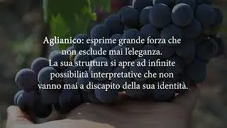 Calici in Armonia I vini del Sannio Beneventano