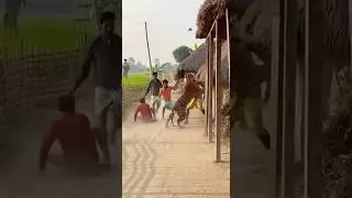 ⚠️ Royal Bengal Tiger Attack in Sundarban Village!