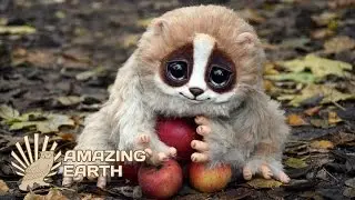 10 CUTE & Funny Animals That Could Kill You! | Amazing Earth