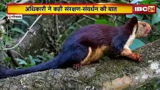 Gariaband News: Udanti के जंगलों में दिखा दुर्लभ वन्य जीव | जॉइंट स्क्विरल की पुष्टि | Chhattisgarh
