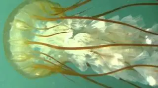 Pacific Sea Nettle (Chrysaora fuscescens)