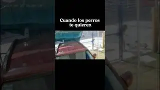 Soy amante de los perros #dog #amor #perrunos #perros #chihuahua #meme #morder #lol