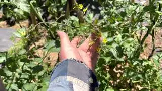 Dave&rsquo;s veggie patch - simple trick to improve pollination of Tomato plants