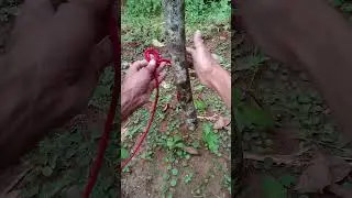 Very Useful and Reliable Knot #knot #rope #short