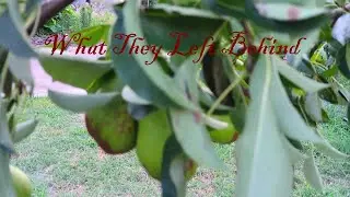 CHEROKEE TRAIL OF TEARS BLACK BEAN Episode V: What They Left Behind
