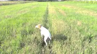 pointer Gloria de Ca'Fabbri in aret la prepelite