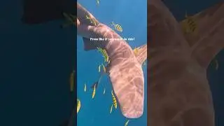 First time snorkelling and doing it WITH 🦈🦈🦈