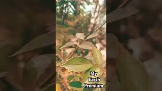 Earth premium #slowedandreverb #music #nature