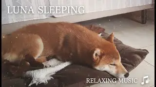 Chill With Luna - Relax And Listen To Some Chill Music While Luna Sleeps