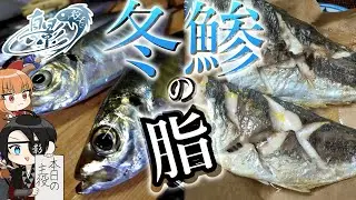 鯵の内臓が脂に押しやられてるんだが！？【ゆっくり釣り動画】